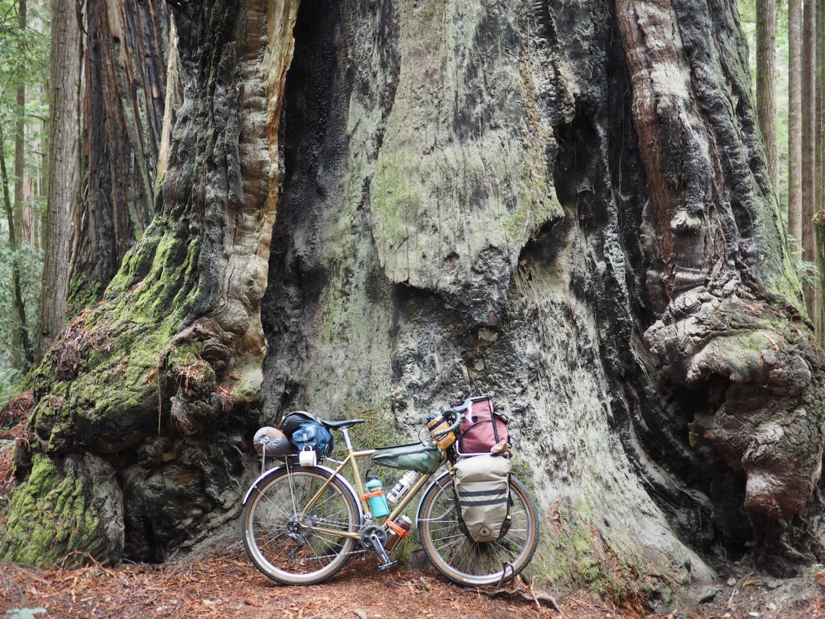 bikepackingbigtree